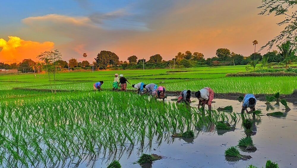 From-Farm-to-Fork-Rettaikilis-Role-in-Rice-Production