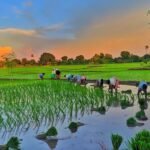From-Farm-to-Fork-Rettaikilis-Role-in-Rice-Production