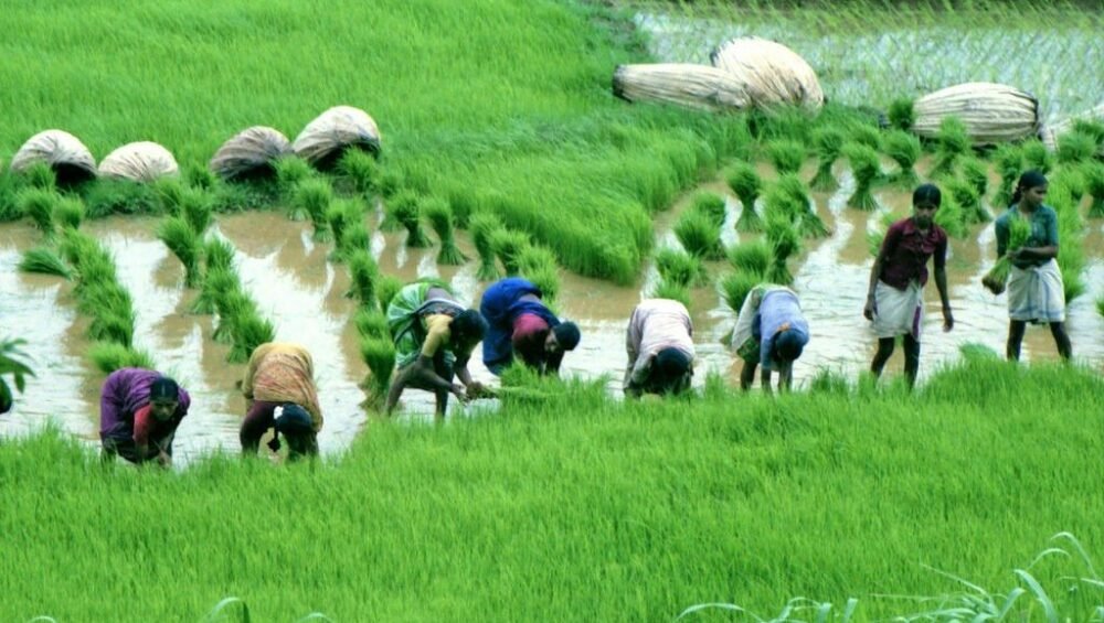 Rice-fields_flickr