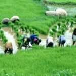 Rice-fields_flickr