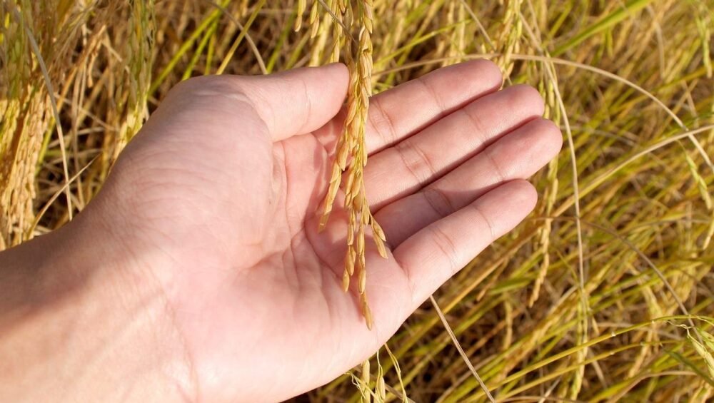 agriculture-1552381_1280