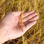 agriculture-1552381_1280
