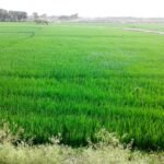 boro-paddy-scaled-1