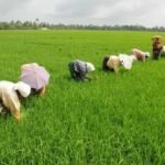 paddy-farming-kerala