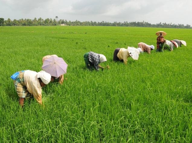 paddy-farming-kerala