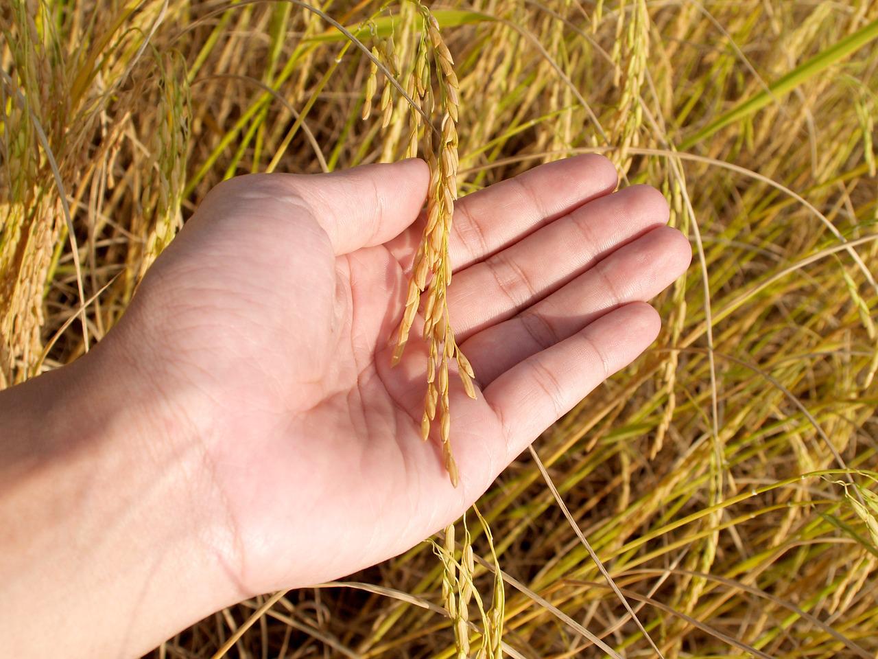 Rettaikili rice sowing field