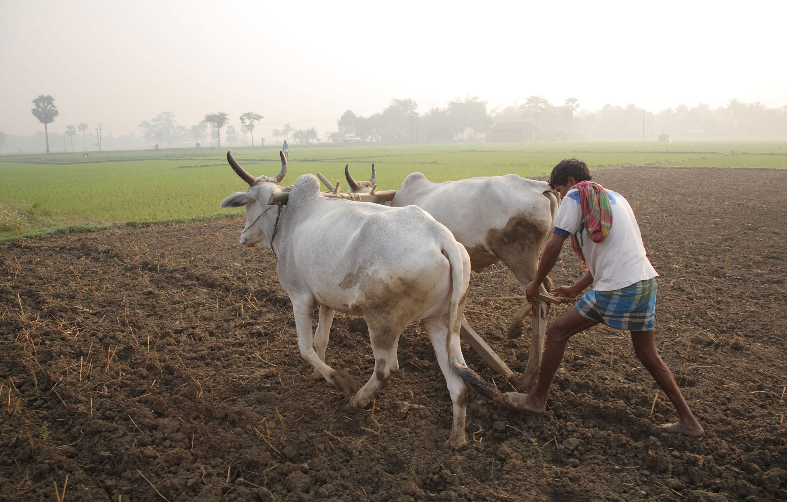 Tamil Nadu best rice field