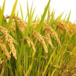Autumn-rice-field