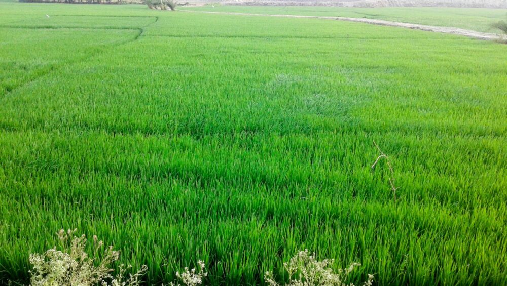 Paddy Fields